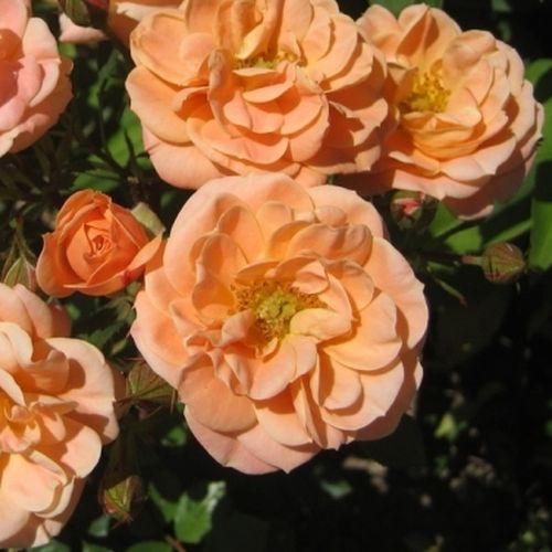 Shop - Rosa Apricot Clementine® - orange - zwergrosen - duftlos - Hans Jürgen Evers - Ihre einzigartige Blütenfarbe und kompakte Form macht sie hervorragend geeignet für Gestaltung von Blumenbeeten.